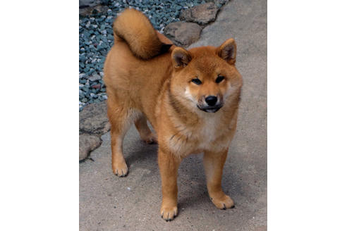 販売中の柴犬の親犬